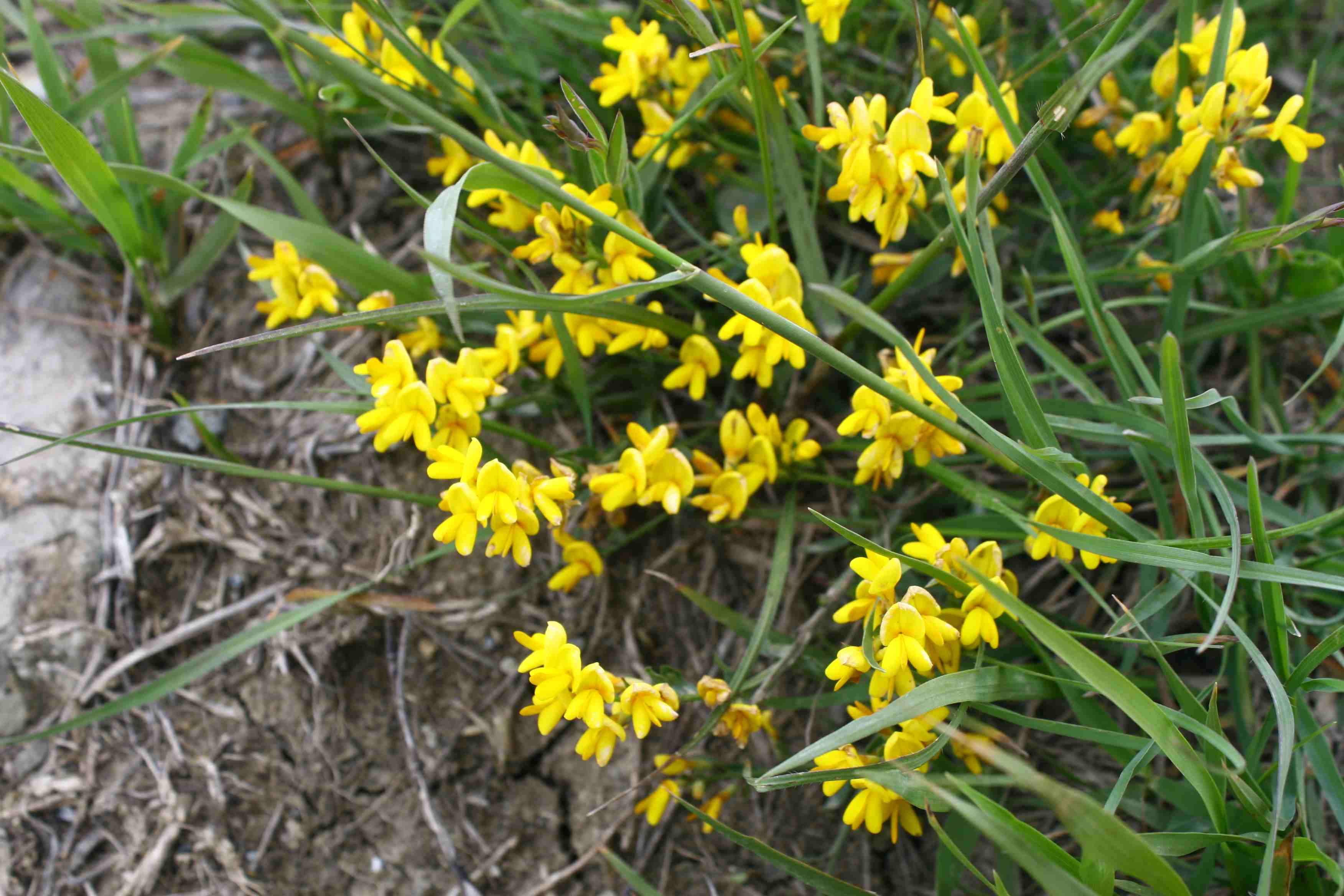 Fabacea - Genista sp.